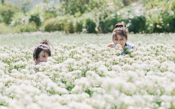 金毛幼犬多少钱(金毛多久能长大成型)